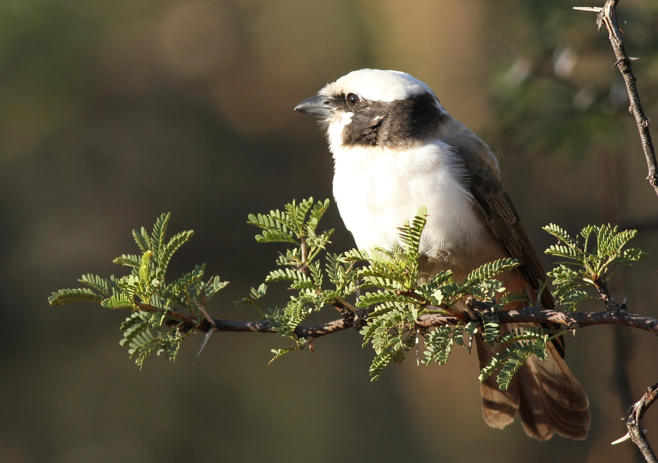 Threats and​ Challenges: Preserving the Future of ⁤the White-crowned Shrike Population