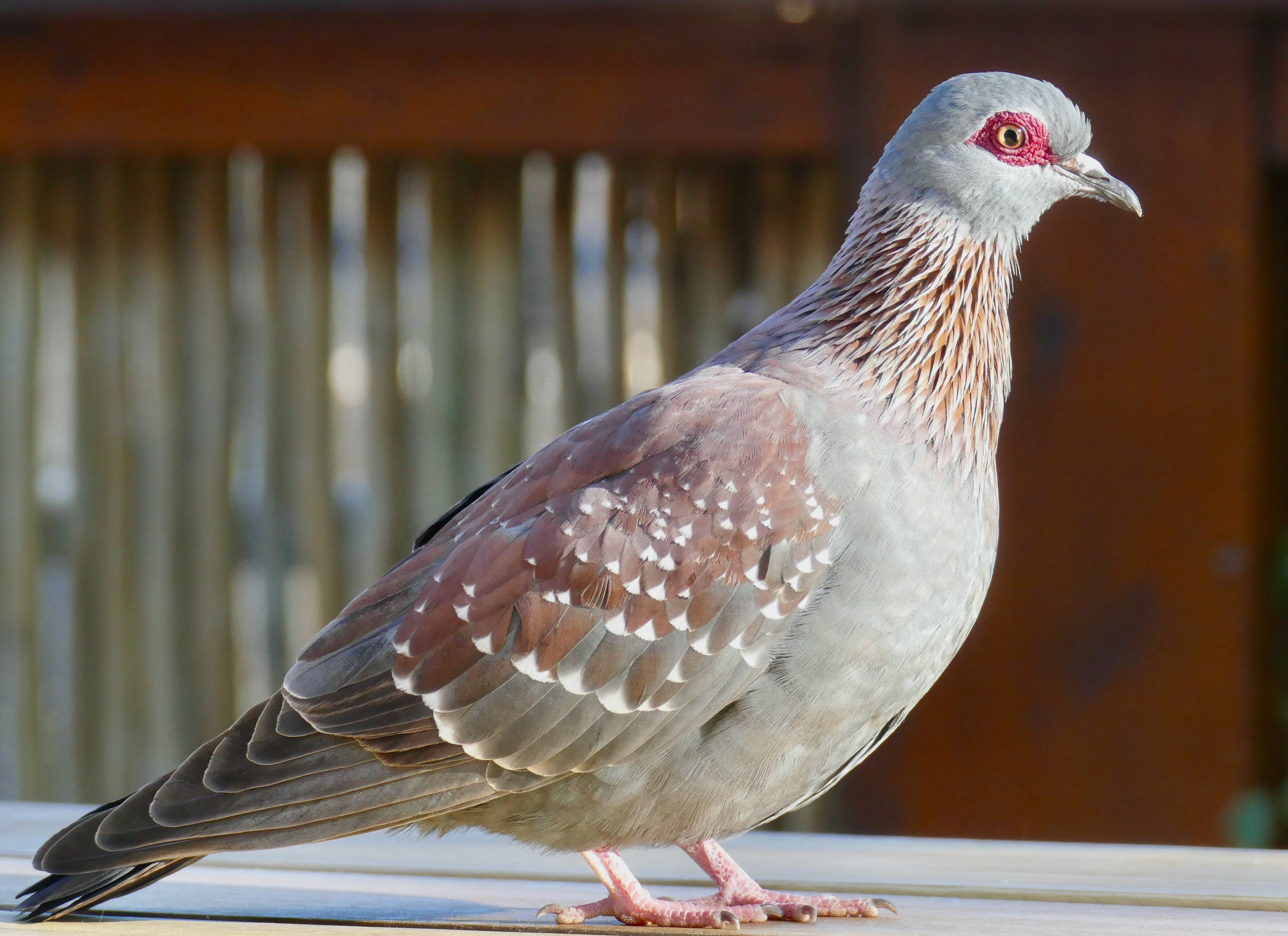 Recommendations⁤ for Birdwatchers: Spotting Speckled ⁣Pigeons​ in Masai⁤ Mara