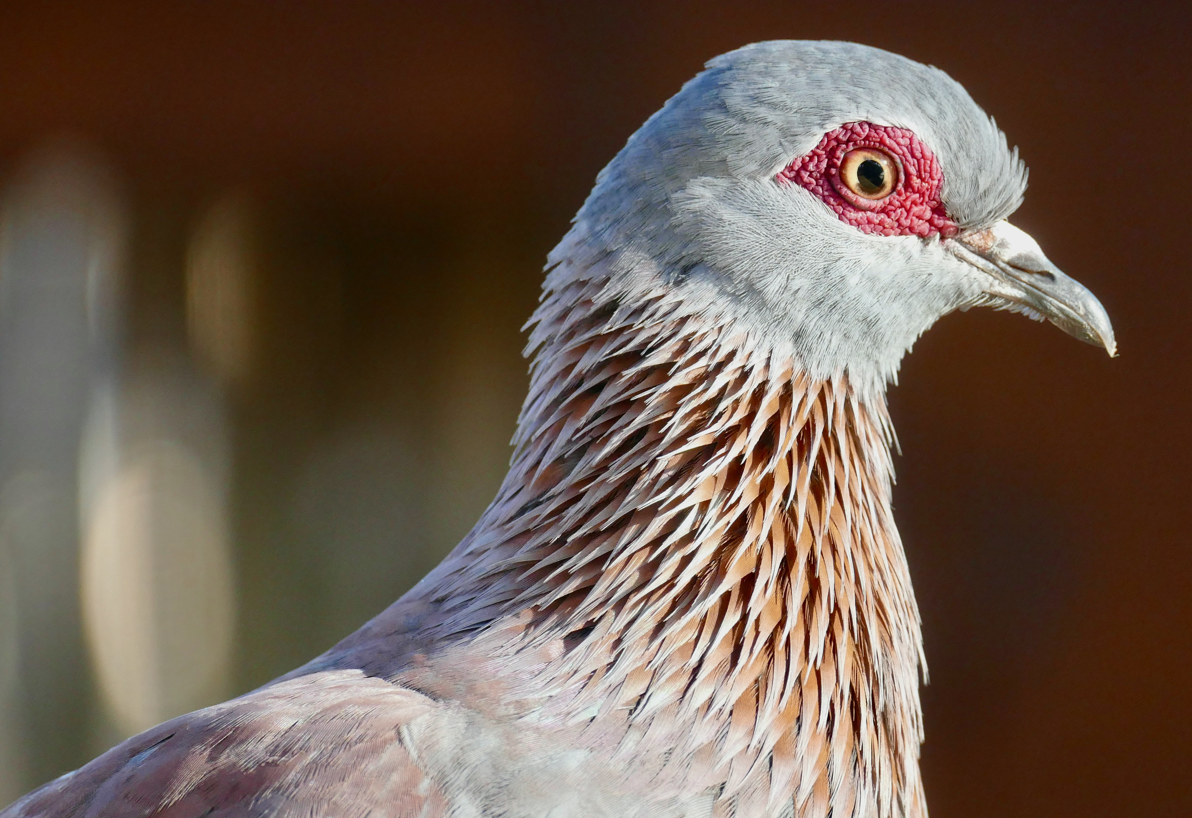 Conservation Efforts: Protecting the⁤ Speckled Pigeon ​Population in Masai‌ Mara