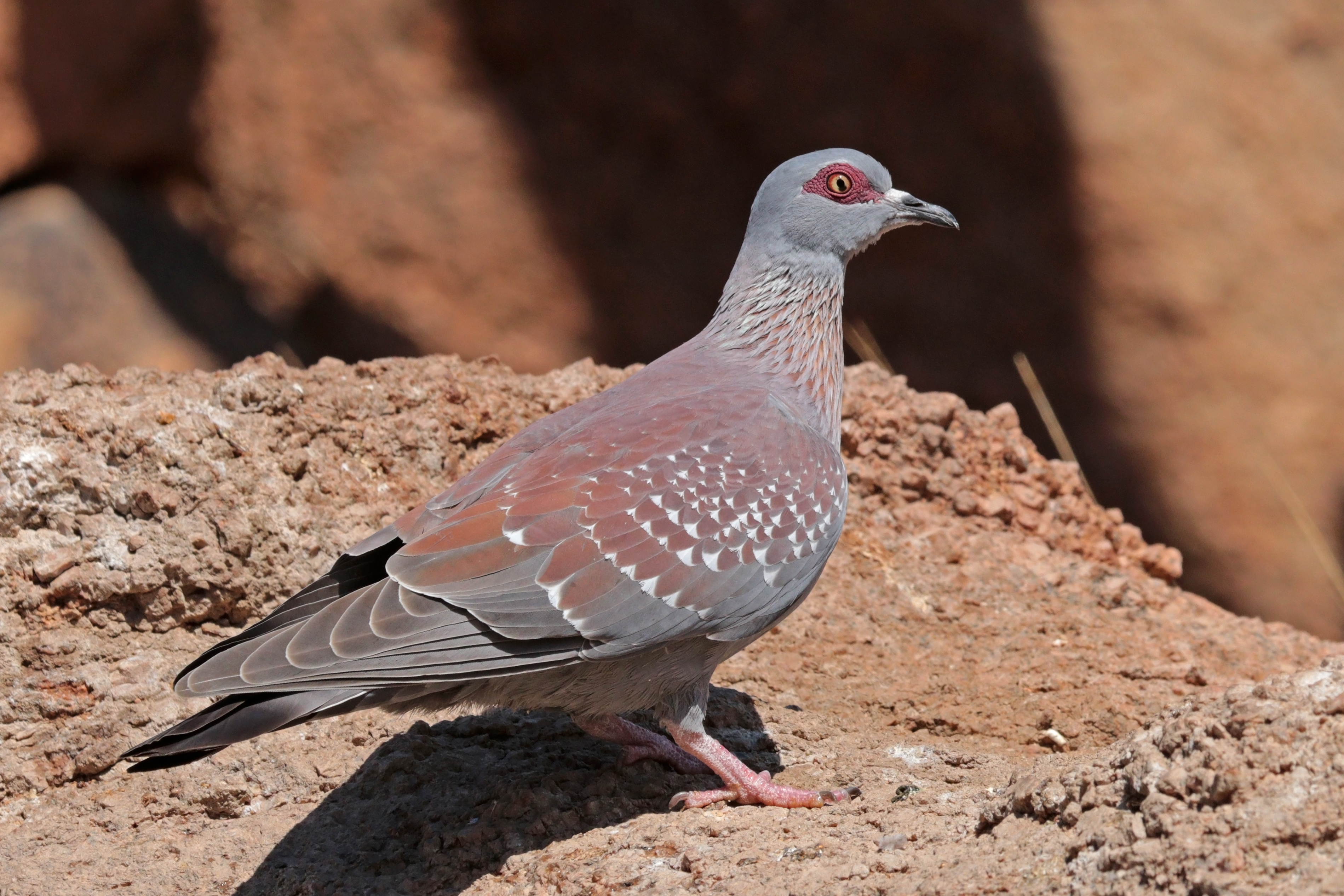 Exploring the ​Coexistence of ⁢Speckled Pigeons and Other⁤ Avian Species ⁢in Masai ​Mara