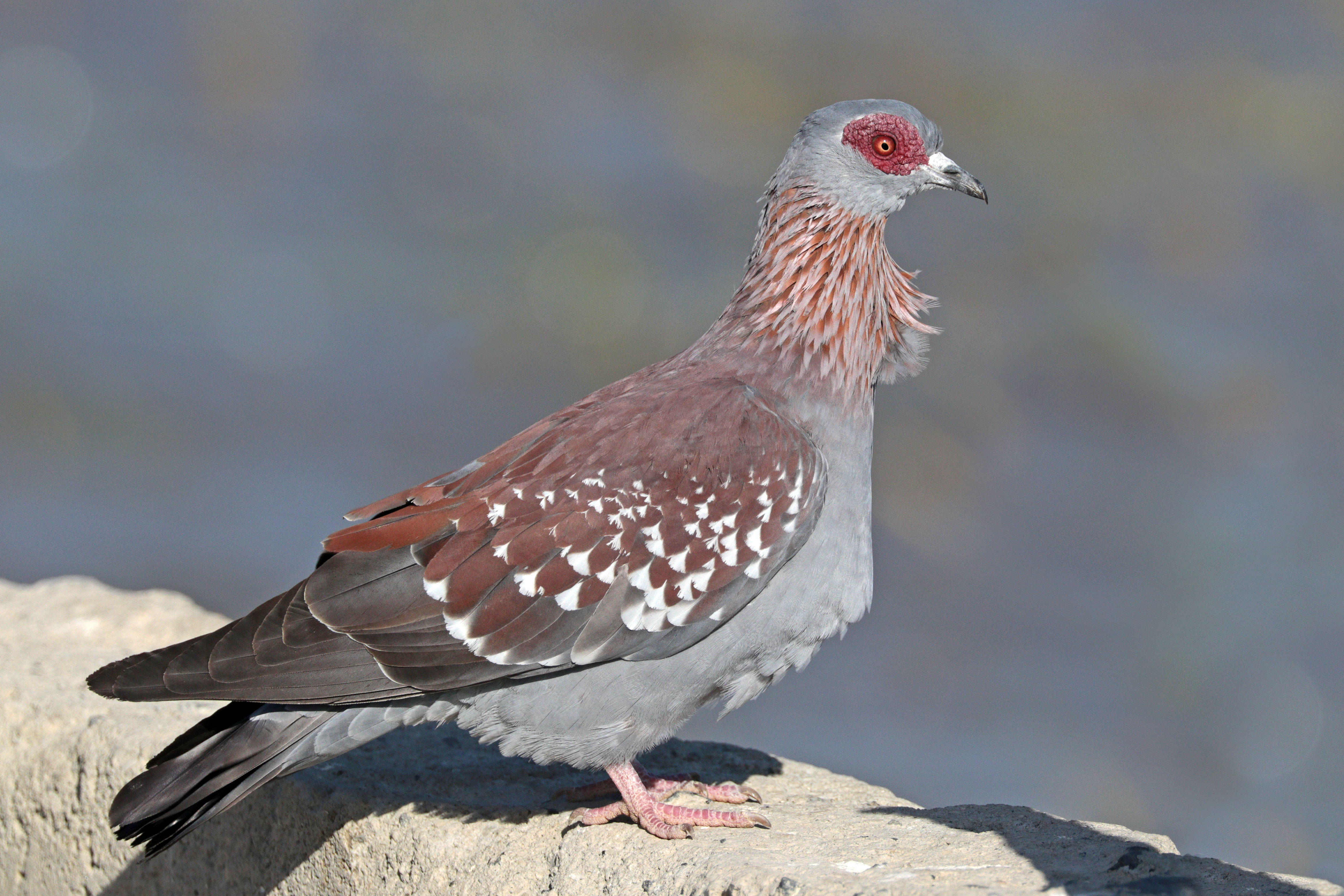 Unique Habits and Adaptations of Speckled Pigeons ‍in‍ Masai‍ Mara