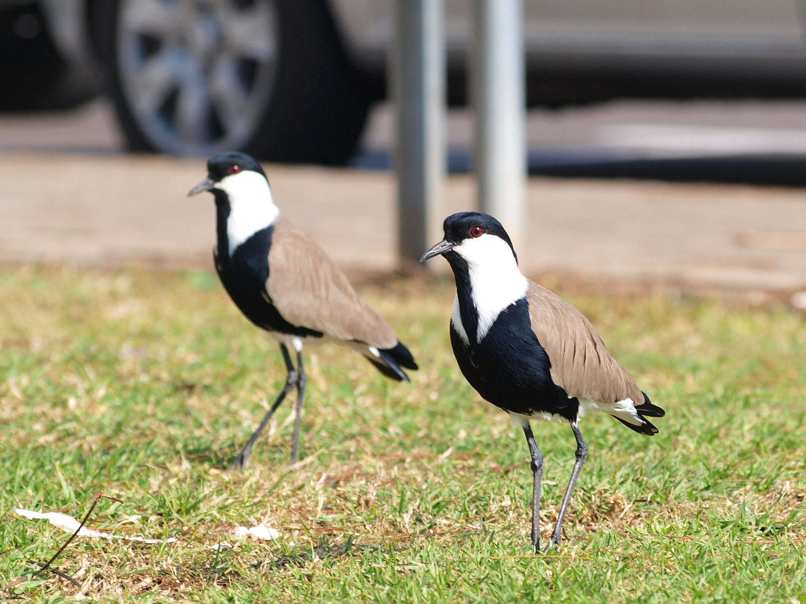 The Prominent Role of the Spurwinged Lapwing in the⁣ Ecosystem