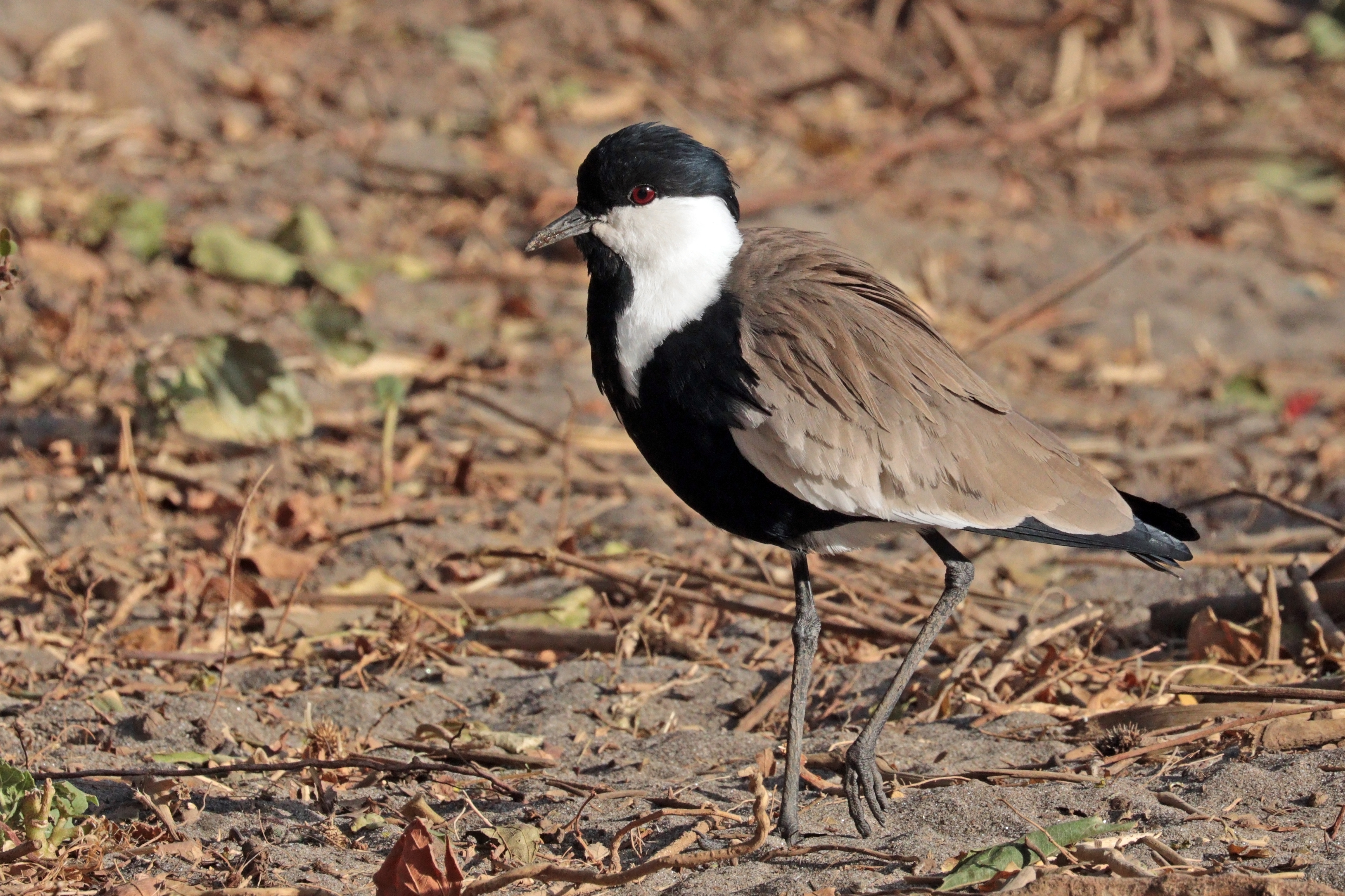 Unique Characteristics of the Spurwinged Lapwing as a Sentinel⁢ Species