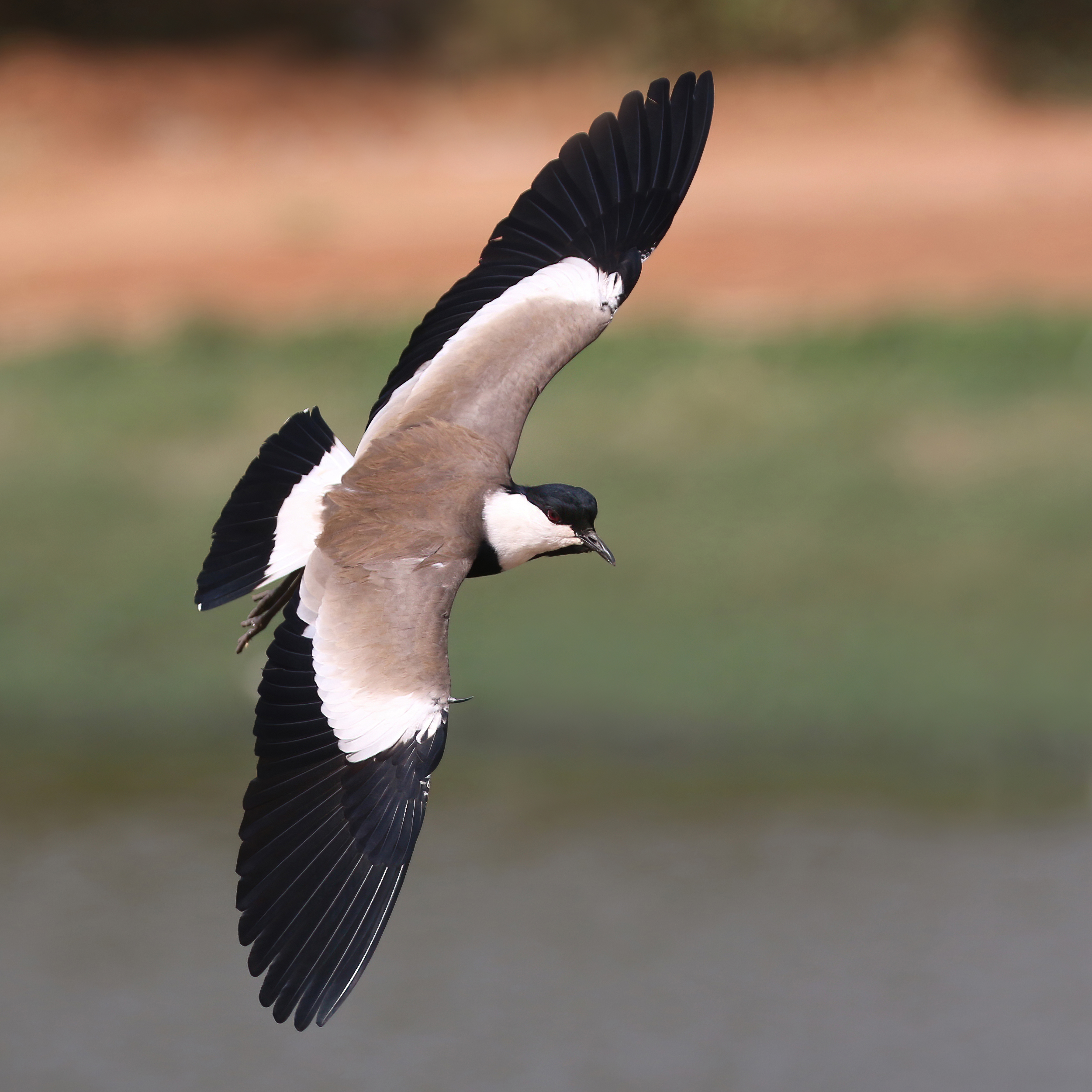 Sustainable Tourism Practices‍ for ⁢Observing Spurwinged Lapwings in Masai Mara