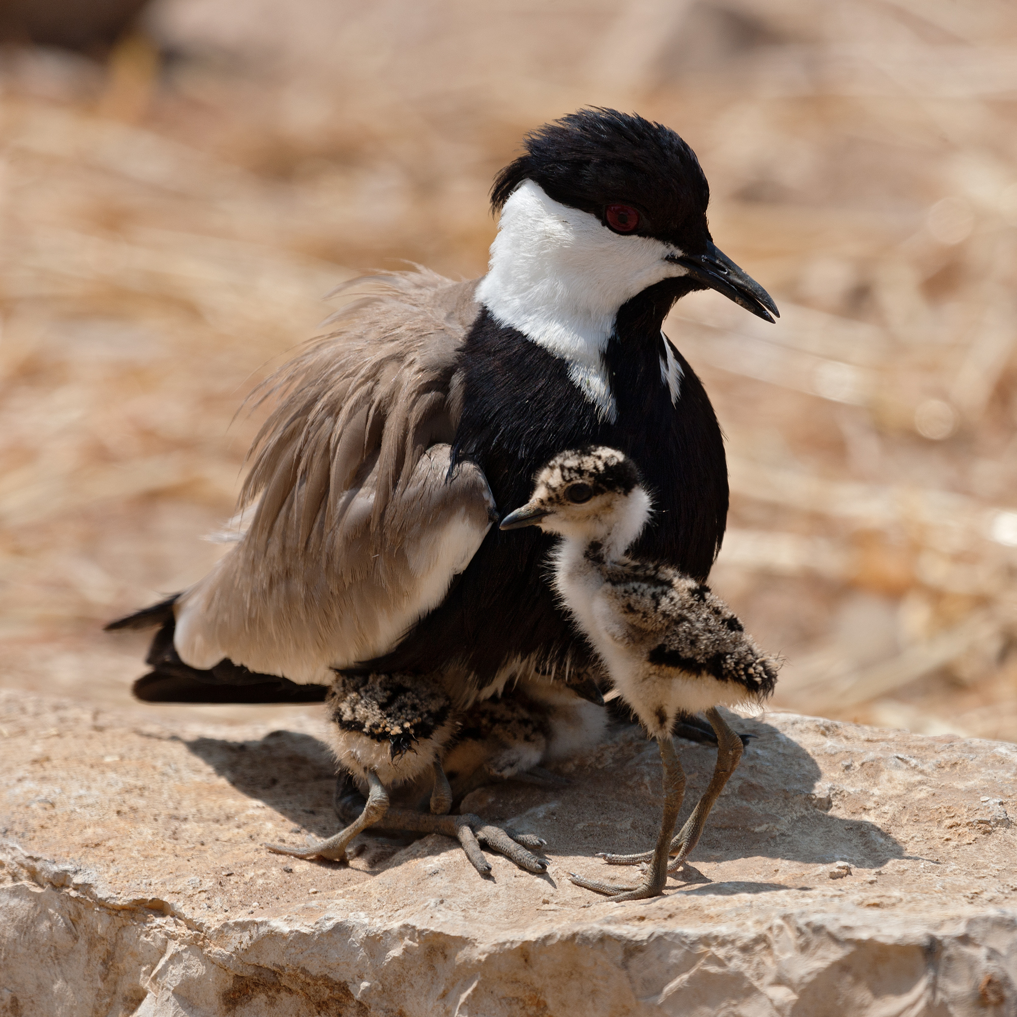 The Importance ⁣of Spurwinged Lapwing‍ Conservation and ⁣Research Efforts