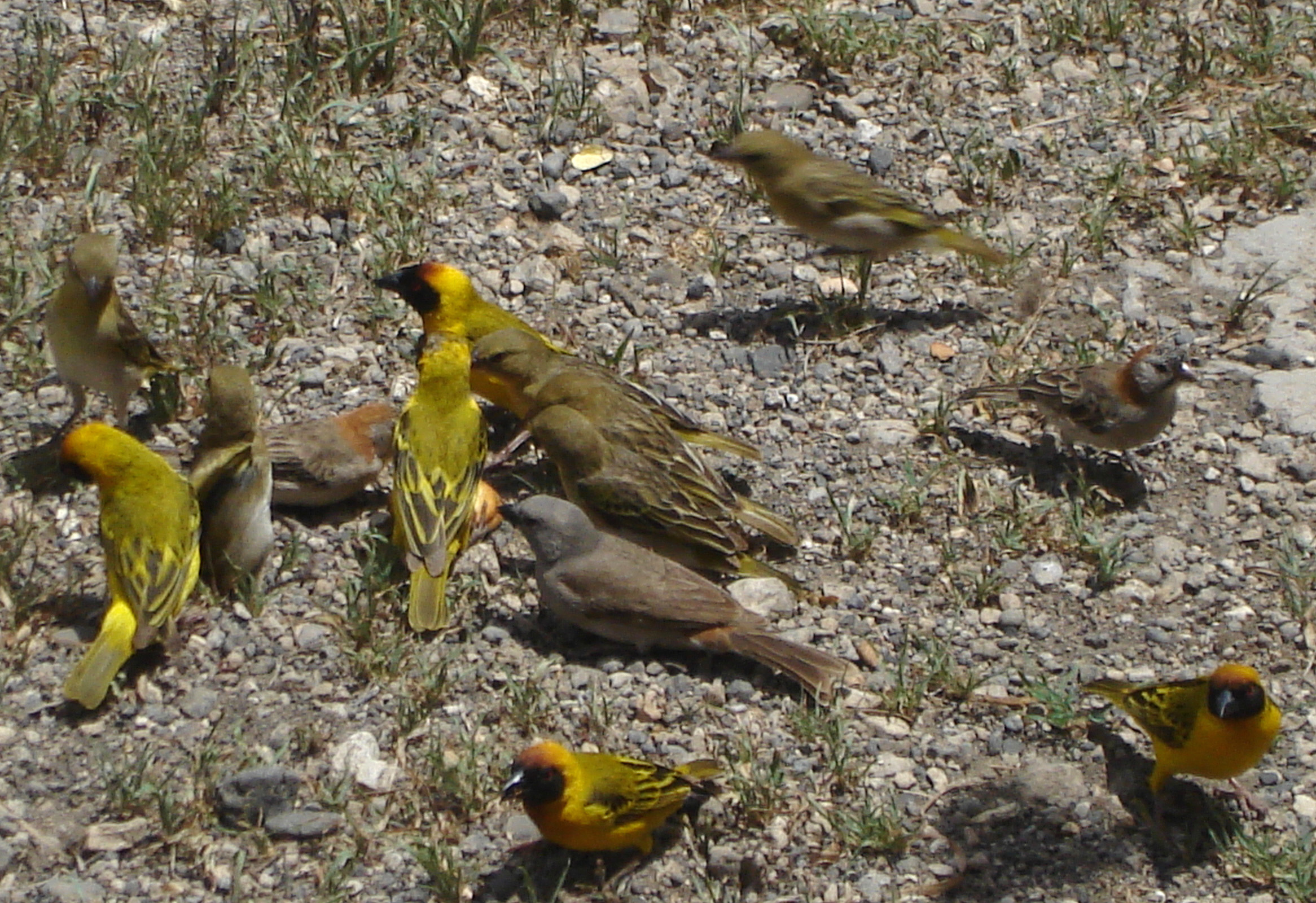 3. Observing ⁢the Specklefronted ⁤Weaver's Remarkable Nesting ⁤Behavior​ in Masai Mara