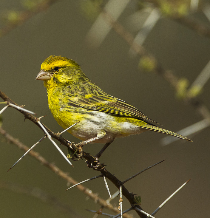 Heading 2:‌ The Vivid ‍Beauty of the Whitebellied⁣ Canary: A Serenade Amidst the Wilderness of Masai Mara