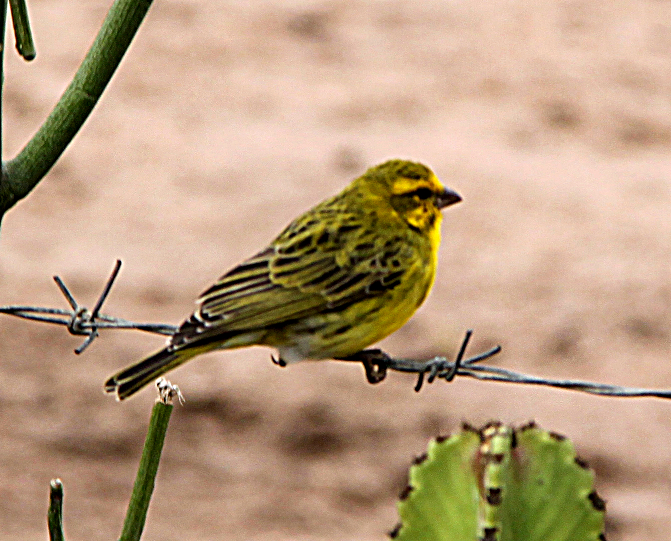 Heading 3: Serenading Delights: Observing the Charming Behavior and Soundscapes of‍ the Whitebellied ​Canary in Masai Mara