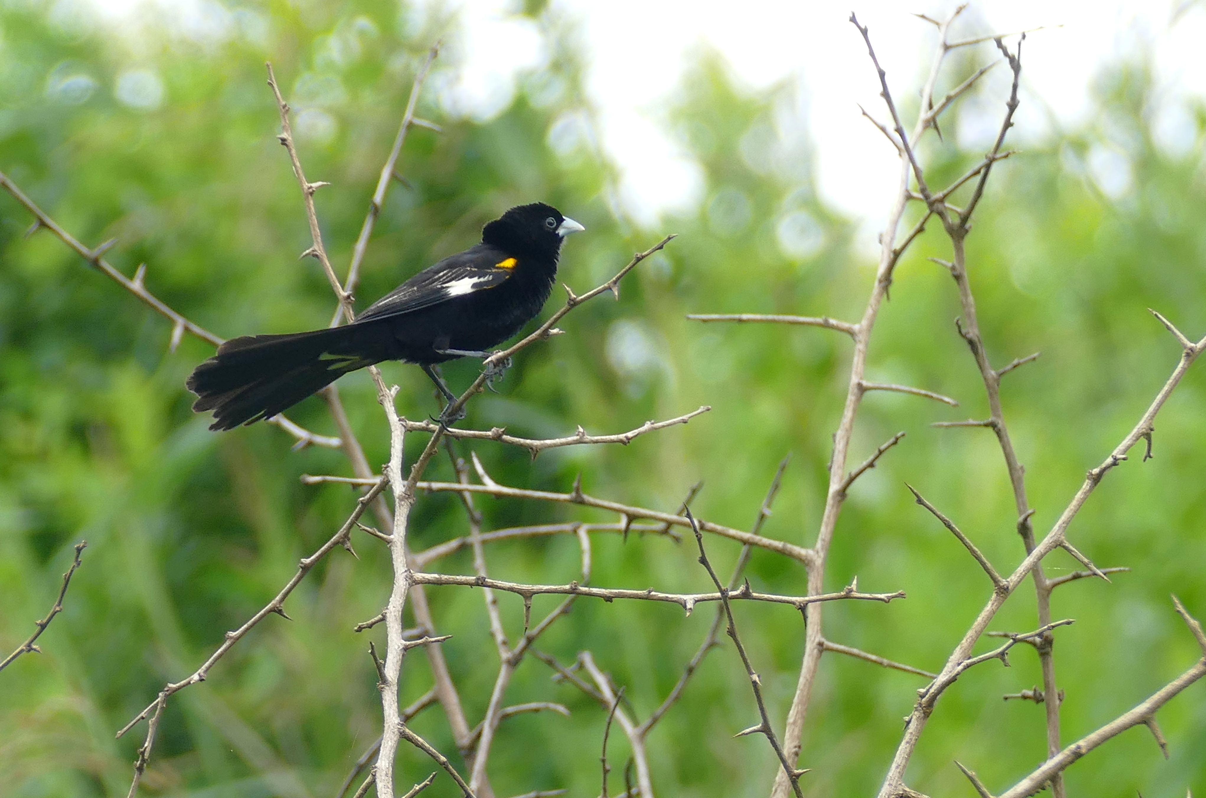 Unique Courtship Behavior: Insight into the Mating Rituals of Whitewinged Widowbird