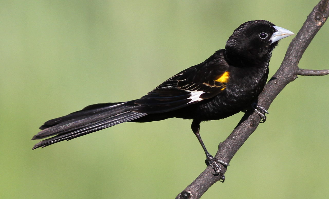 Whitewinged Widowbird: The Elegant Acrobat of Masai ⁣Mara ‍National Park