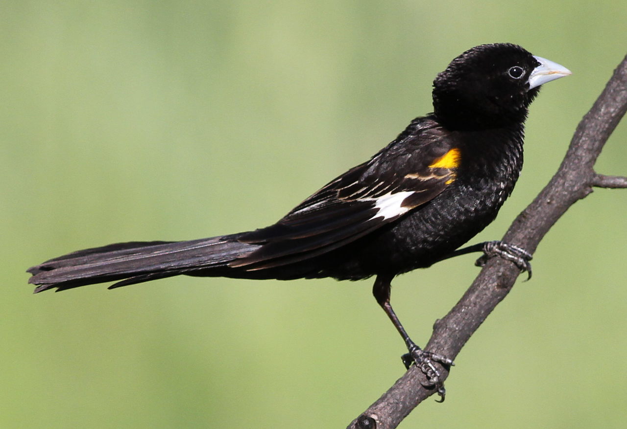 Conservation Efforts: Protecting the Population ⁤of Whitewinged Widowbird in Masai Mara National Park