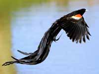 Conservation Efforts:⁢ Protecting the Yellow-mantled Widowbird Population in Masai Mara