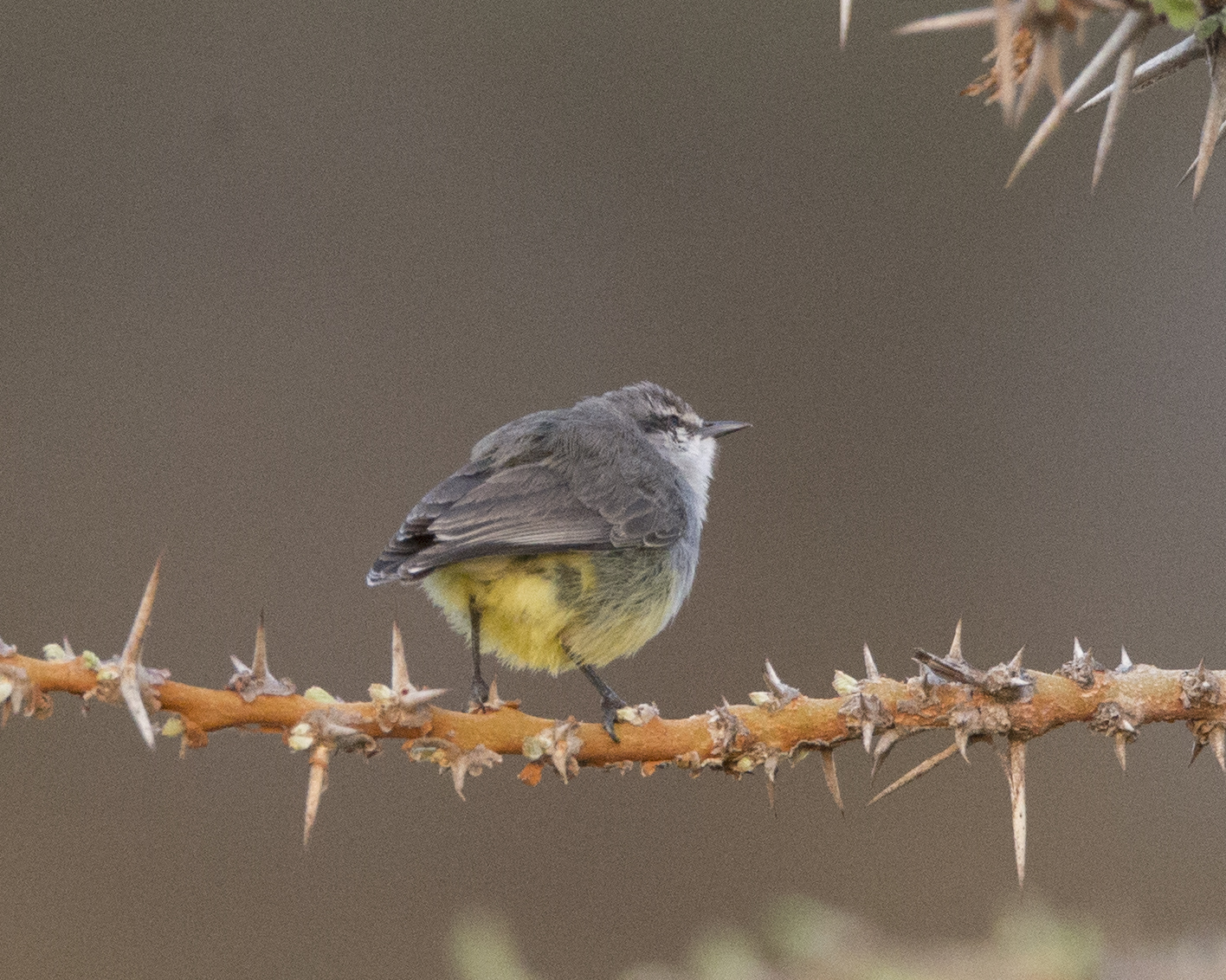 4. Best Practices for Observing and‌ Photographing Yellowbellied Eremomela in Masai Mara