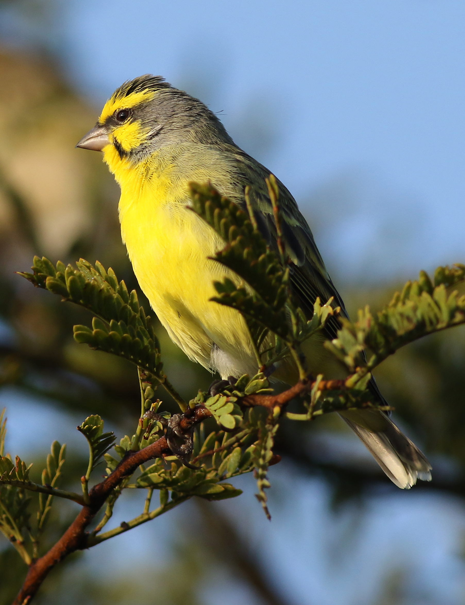 2. Natural Habitat and Behavior of Yellow-fronted Canaries in Masai Mara ‍National⁢ Park