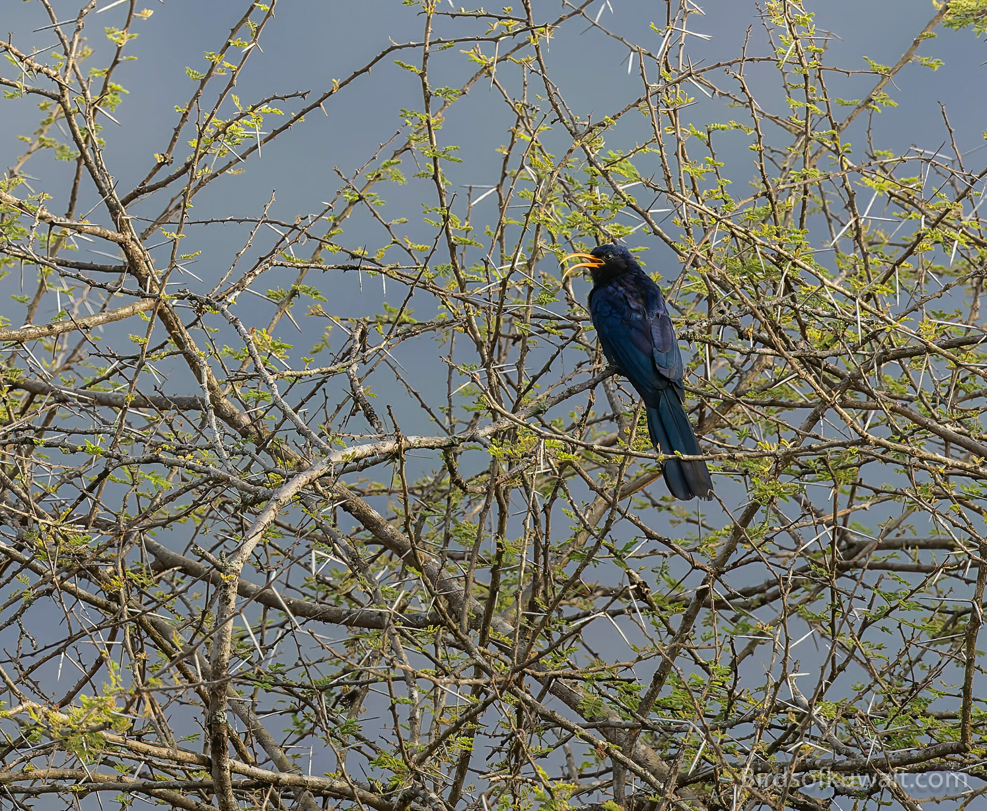 Habitat​ and Distribution​ of‍ Yellow-vented Eremomela: Insights‌ into the ⁤Bird's Preferred Environment