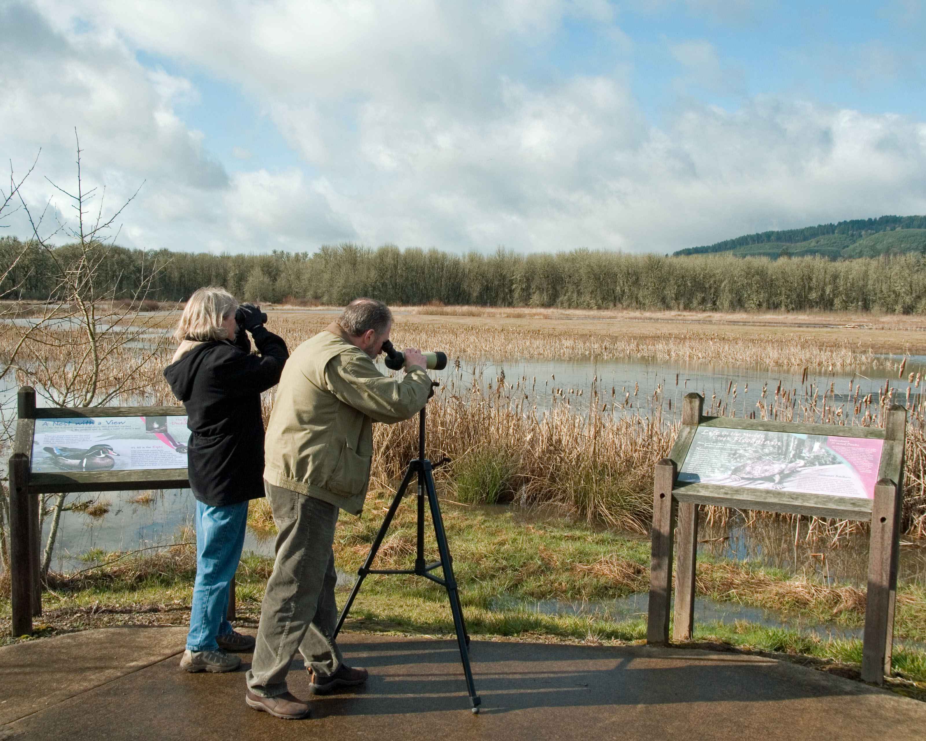 Best Practices for Birdwatching ‍and Photographing⁣ Sanderlings in Masai Mara