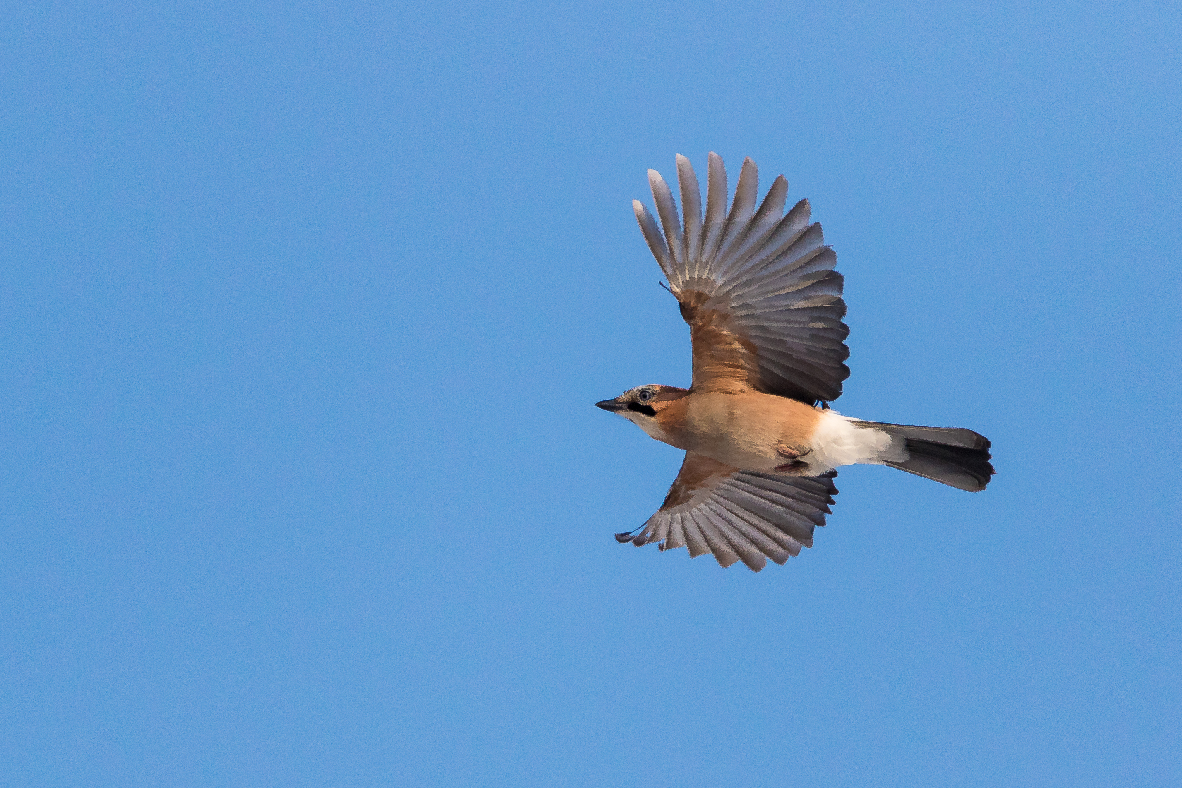 Mastering the Art: Tips and ⁣Techniques for Bird-watching during ⁢a ​River Safari in Maasai Mara