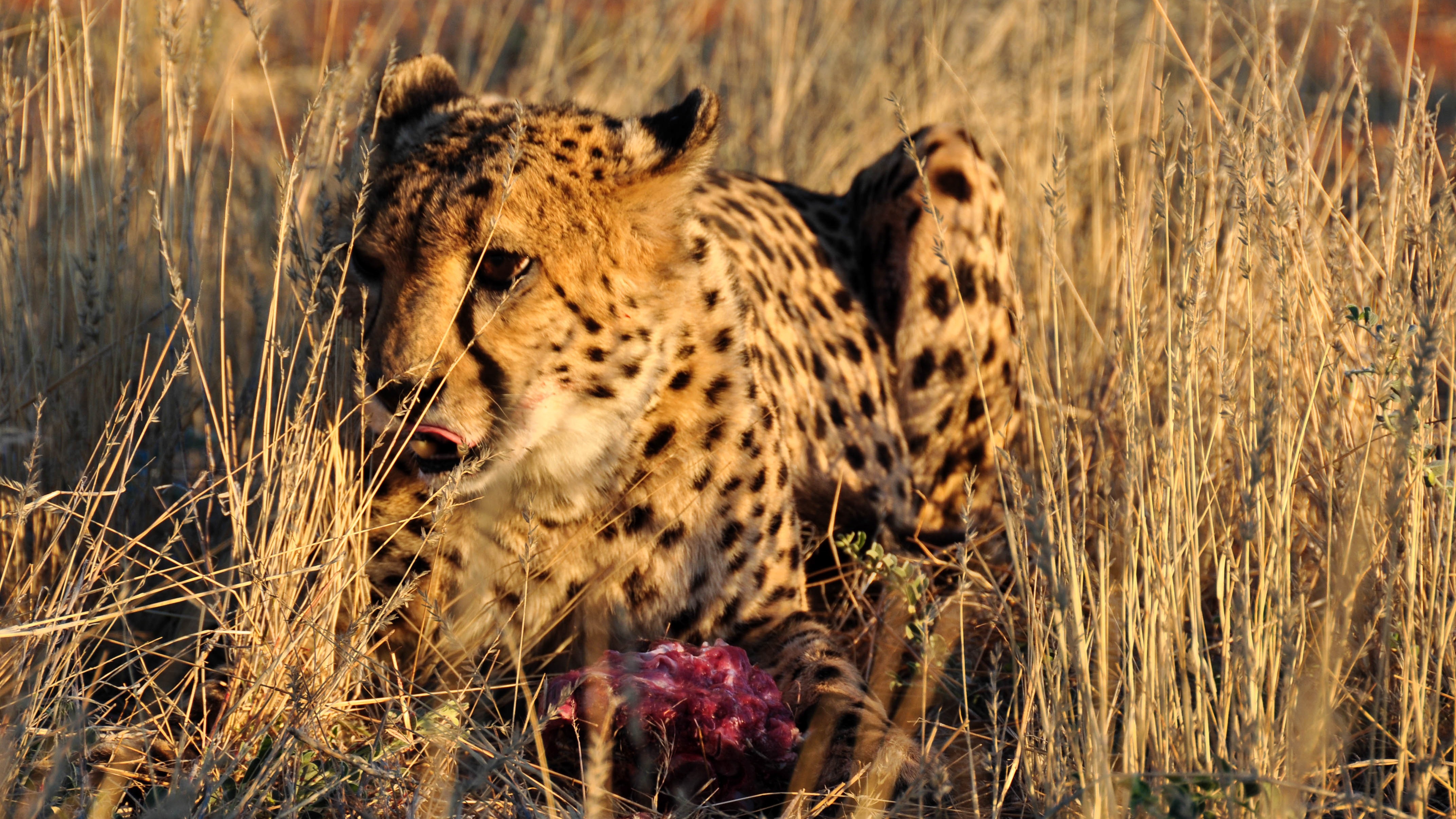 Exploring⁣ the Opportunities for Wildlife Rescue and Rehabilitation⁤ Initiatives in Maasai Mara National Park