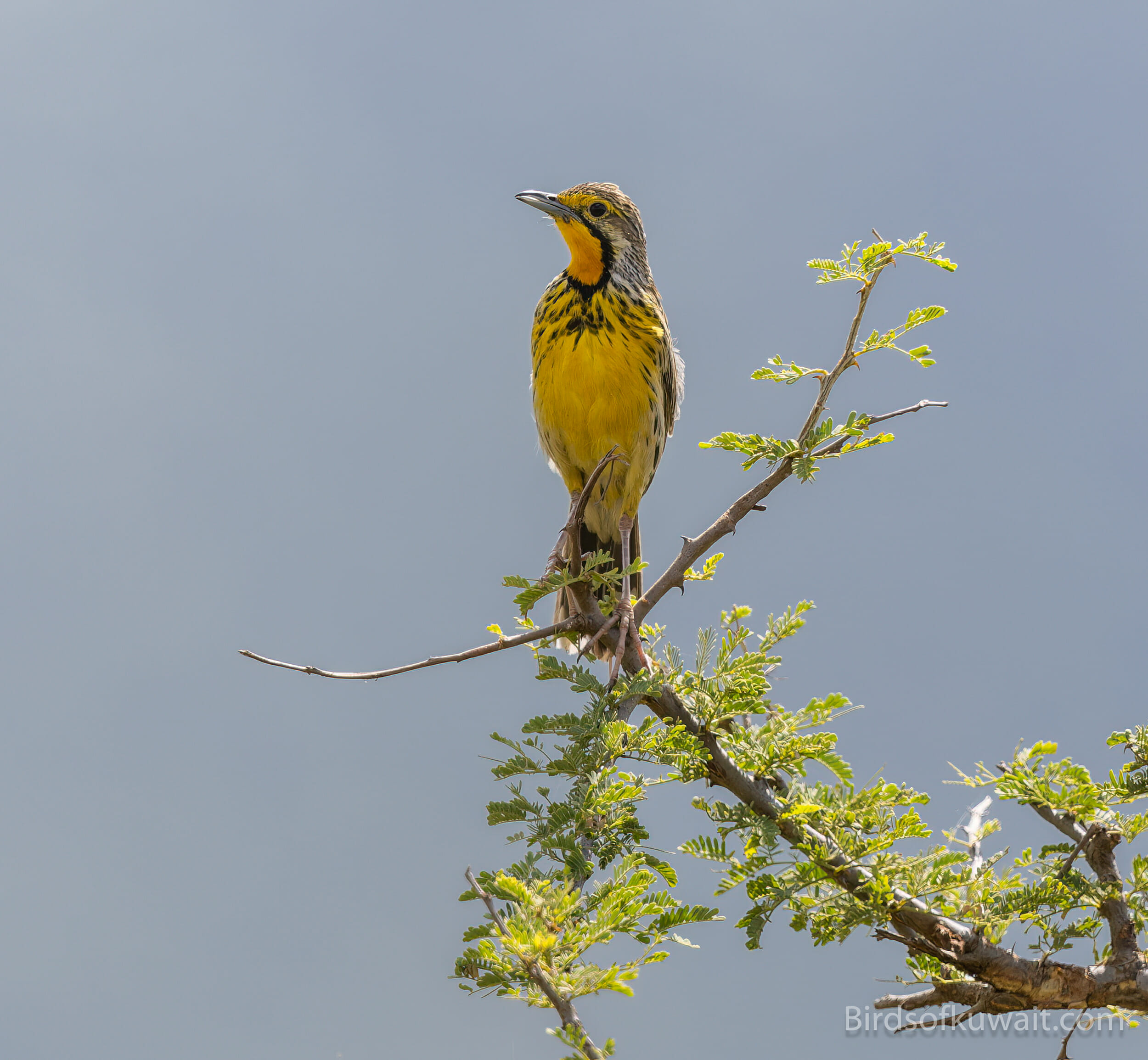 Behavioral ​Patterns of Yellow-vented Eremomela: A Fascinating Glimpse into their Social Dynamics