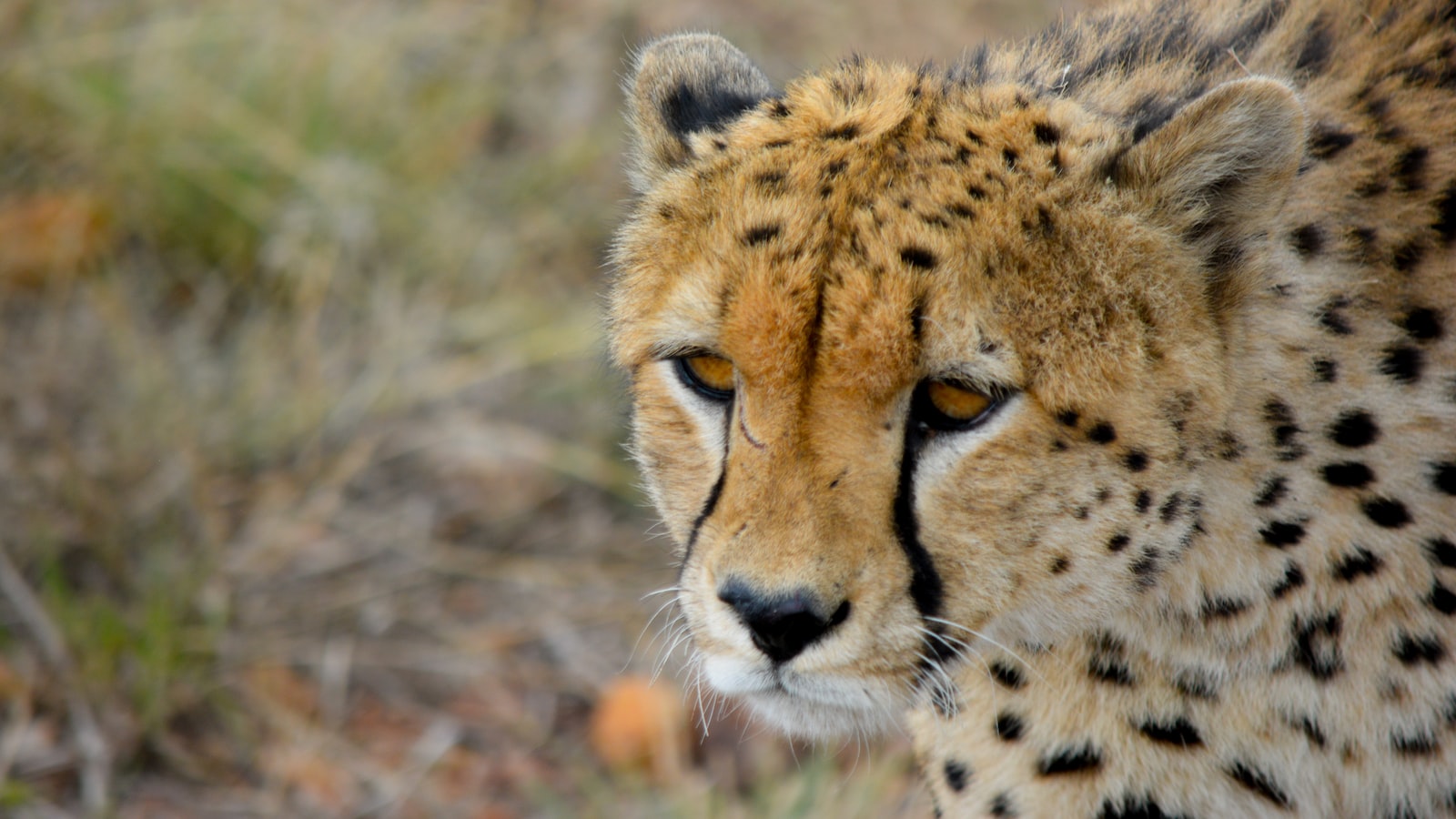 Autumn's ⁢Allure: Witnessing the Transformation of Maasai Mara's Landscape