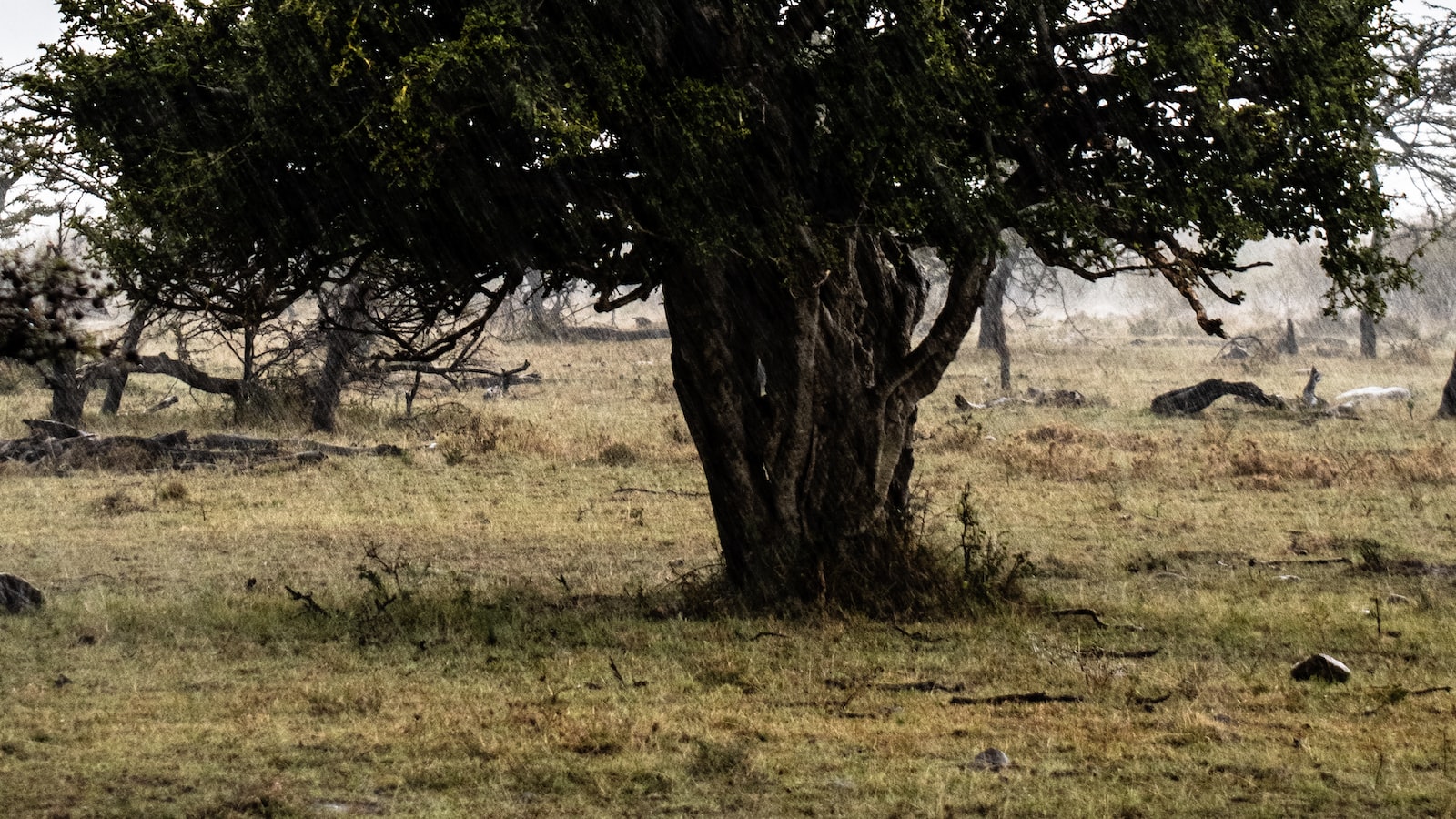 Riding into the Night: Encounter Maasai Mara's ⁤Wildlife and Night Sounds ‌via Horseback Safari