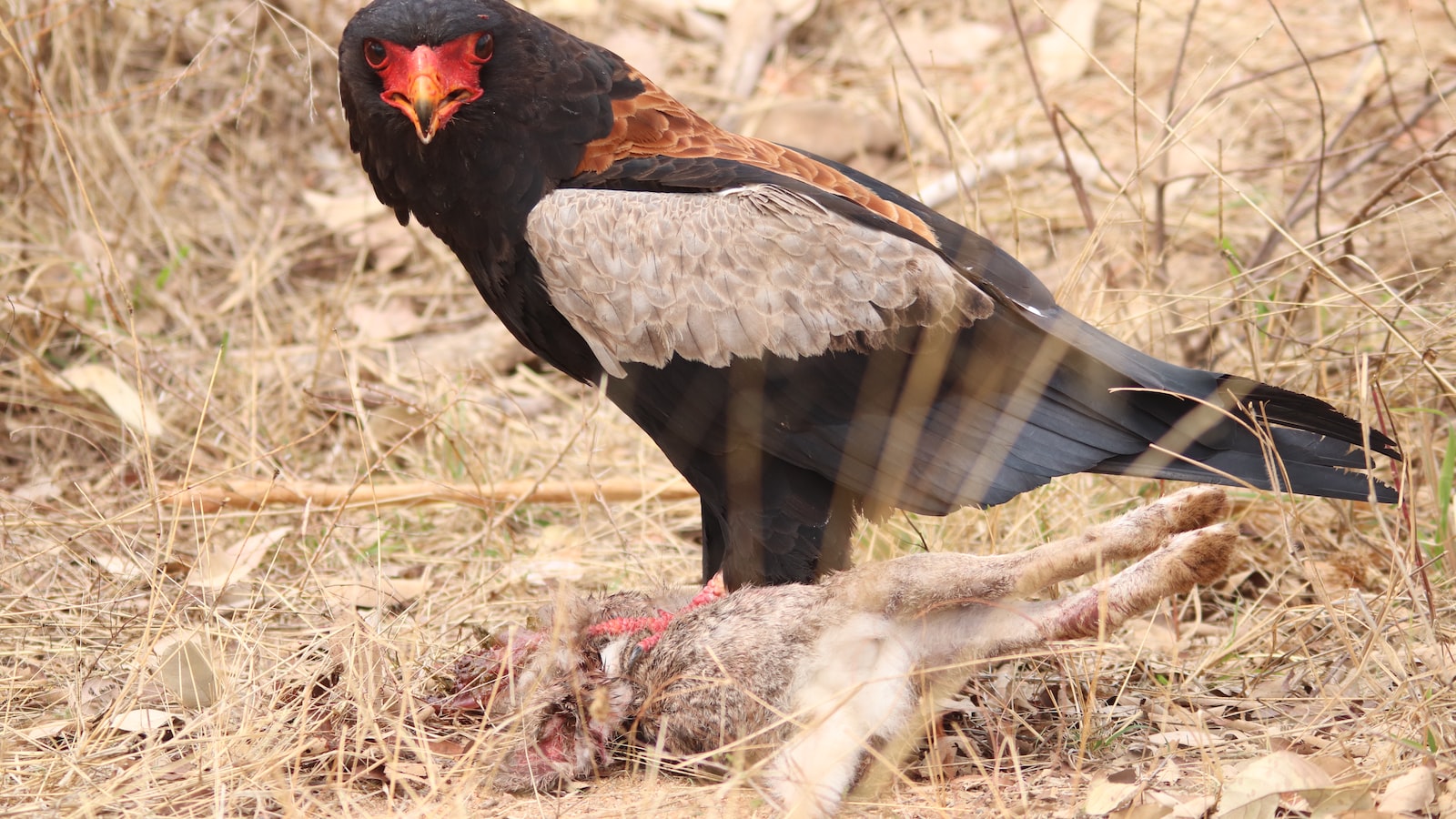 -⁢ Unveiling the Significant Role of the Bateleur Eagle in Maintaining the Ecosystem of Masai‌ Mara