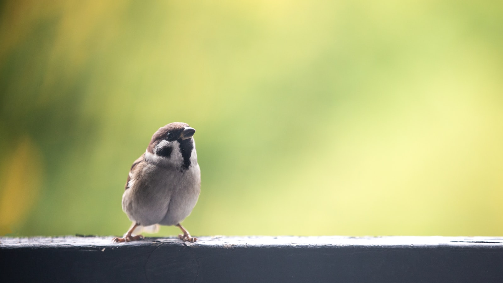 -⁣ Best Time to Spot ⁣the Redthroated Tit ‍in⁤ Masai Mara: Seasonal Insights