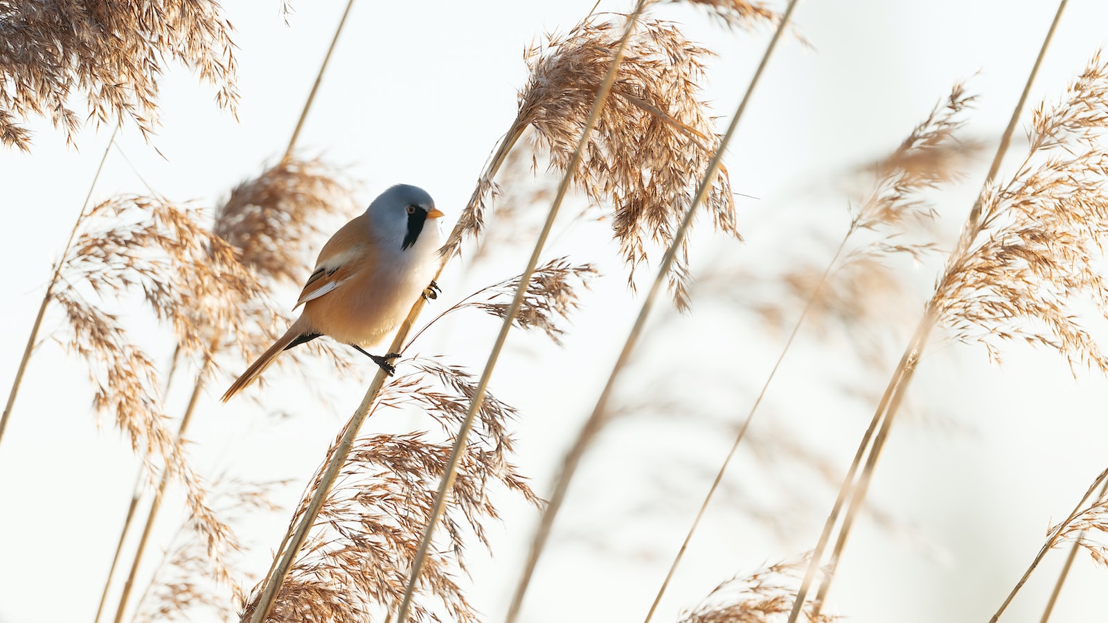 - Conservation⁤ Efforts: Protecting the ‌Redthroated Tit Population in Masai Mara