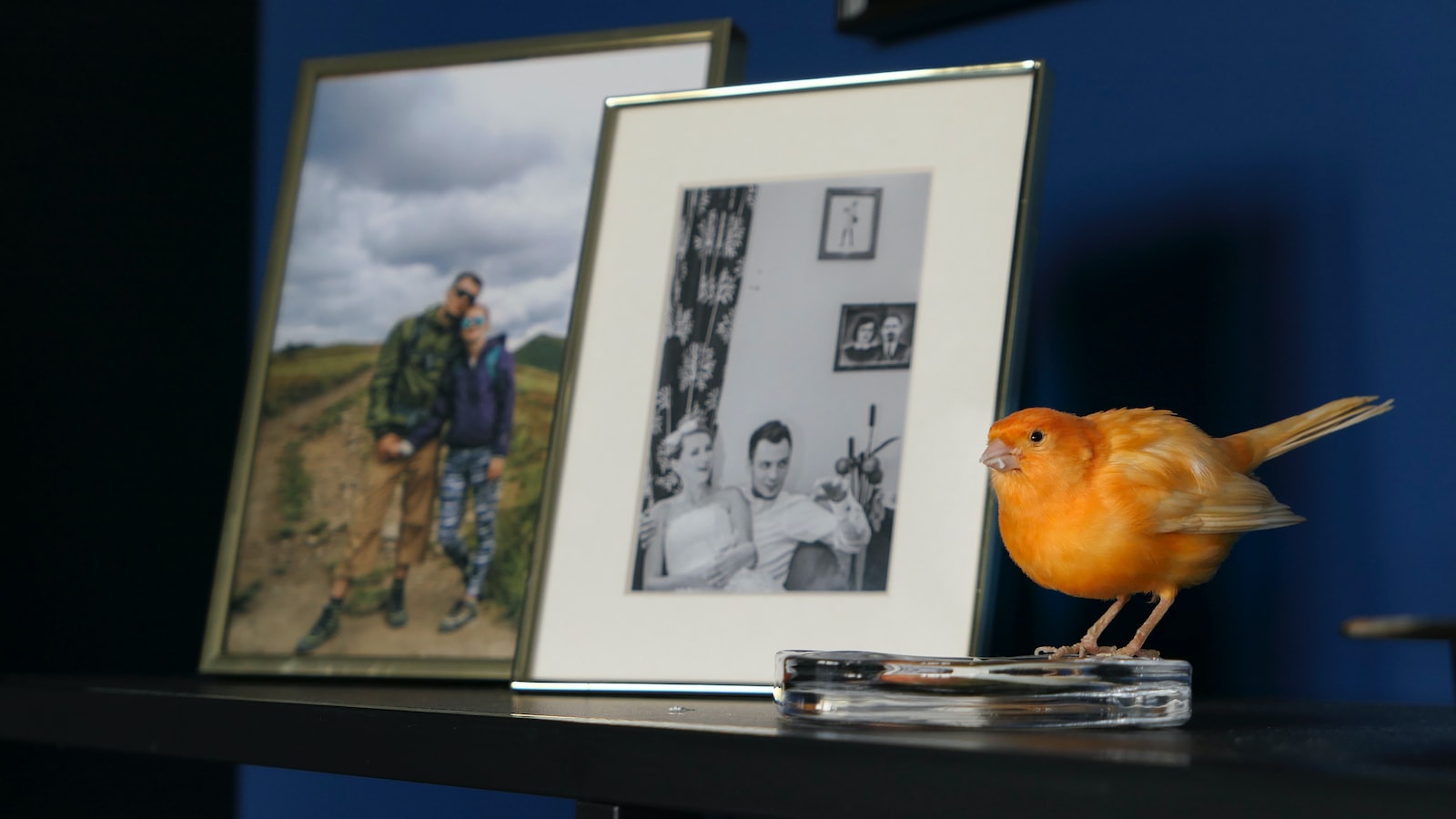 Heading 6: Expert Tips for Photographing the Whitebellied Canary: Capturing the Precious Moments in Masai Mara National Park