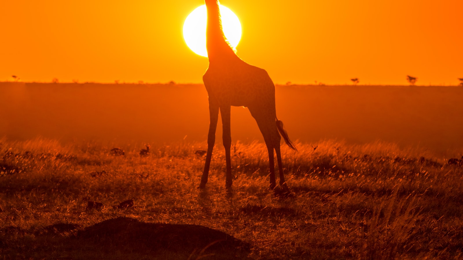 Exploring⁣ Maasai‍ Mara's Rich Wildlife: Book a Camping Trip with Local Maasai Communities