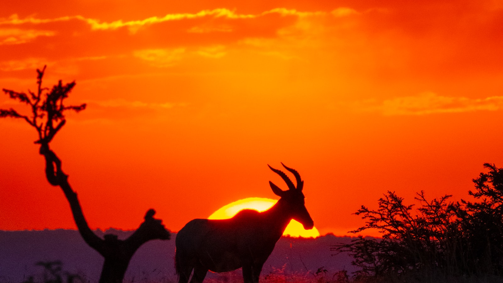 Preserving Nature's Wonders: Experience Maasai Mara's Botanical Gardens With These Camping Options