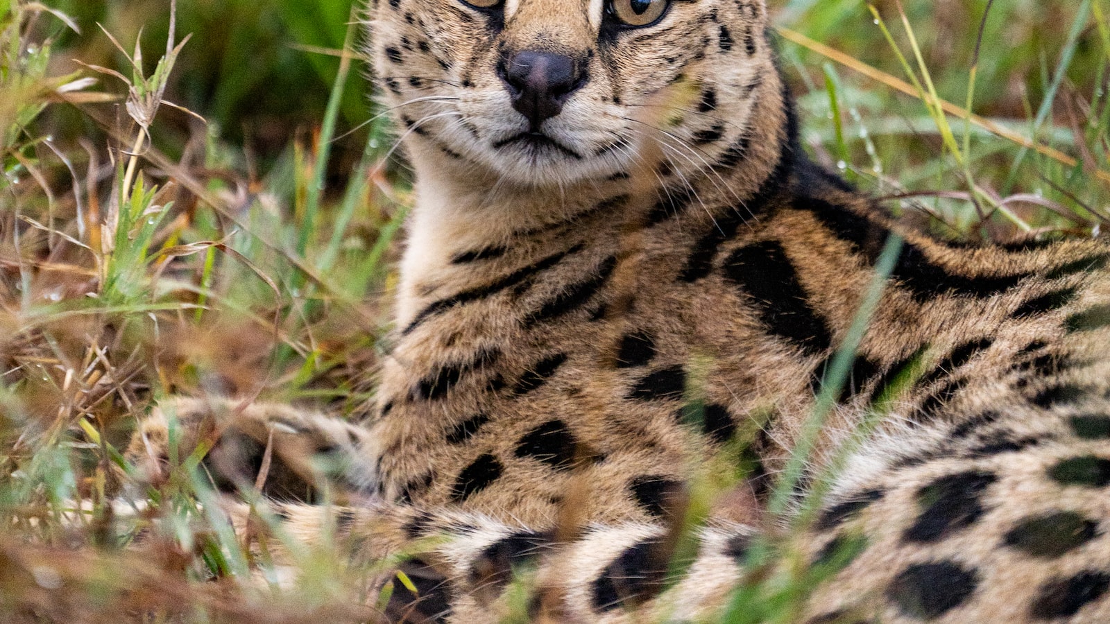 6. Beyond the Safari: Participating in ⁤Community-led Conservation Efforts in Maasai Mara