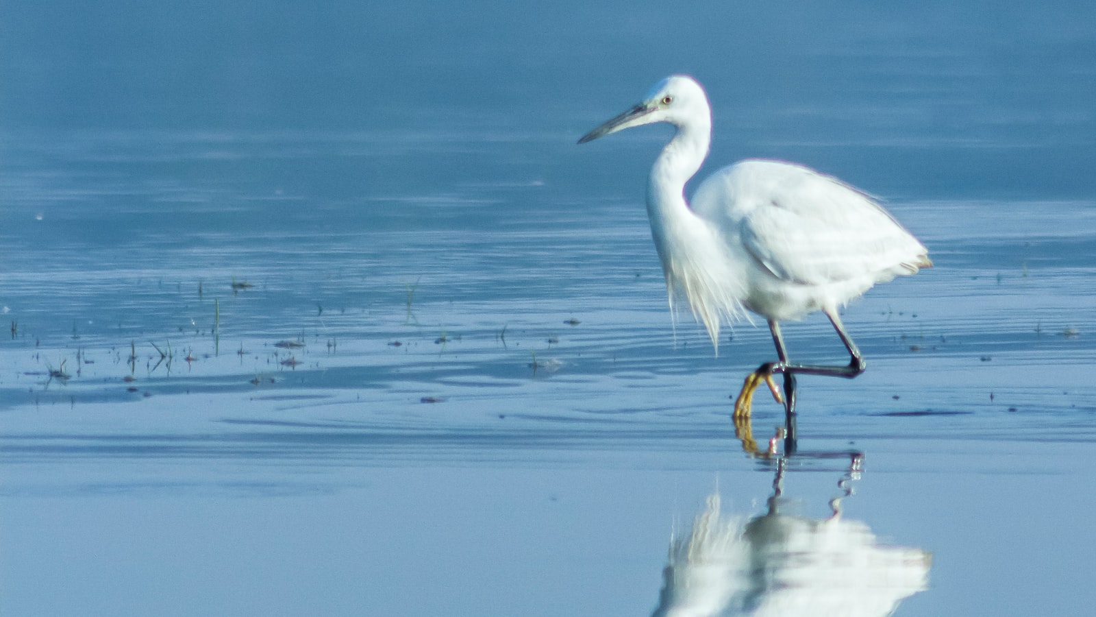 Recommended Eco-Tourism Activities to Experience ⁢the Blackheaded Heron in Masai Mara