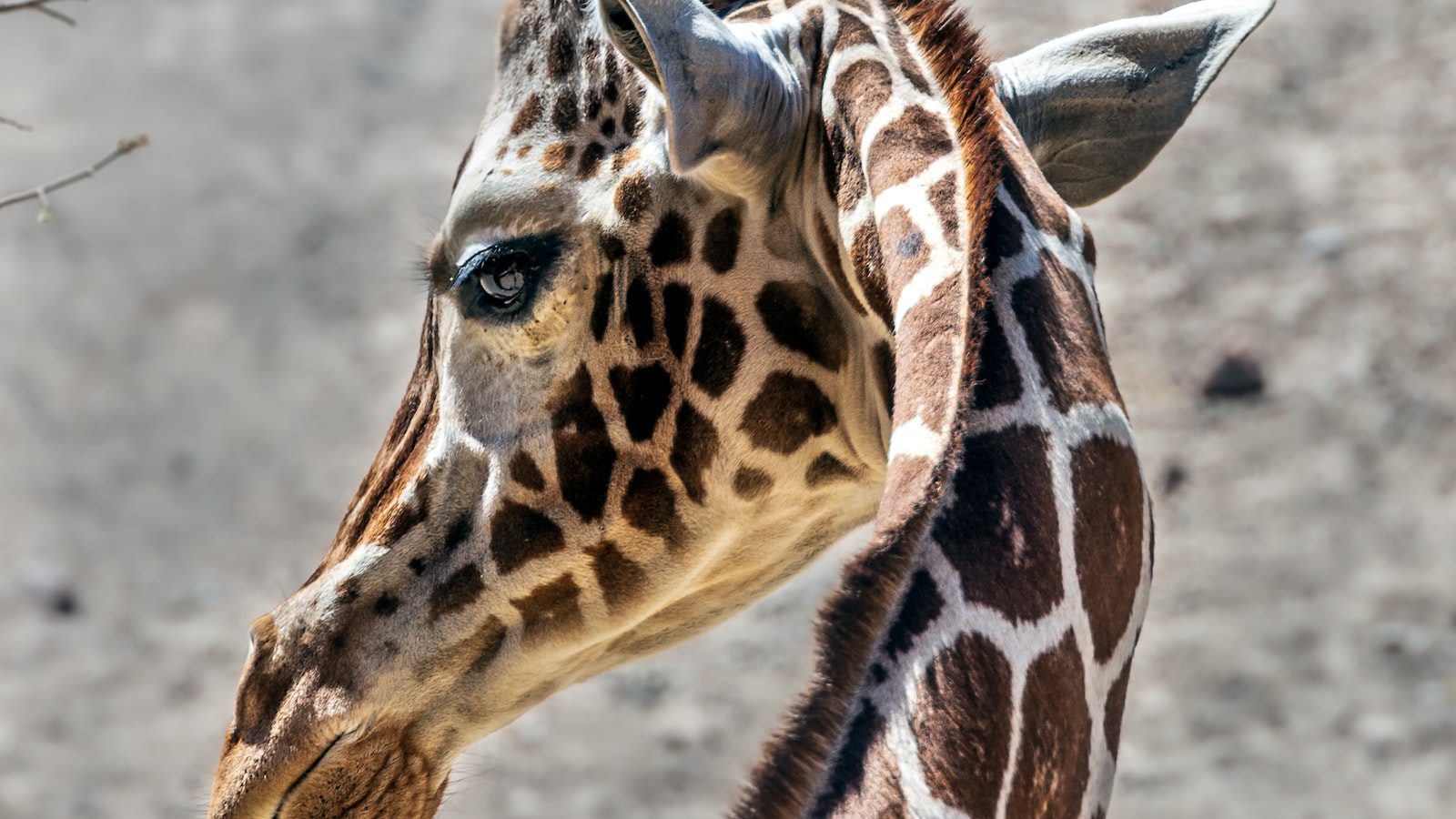 The Wildlife Hotspots along the Riverbanks‍ in Maasai Mara: Giraffes Galore