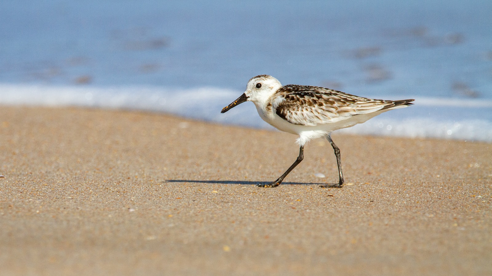 Tips ⁤for⁣ Responsible Tourism to Safeguard the‌ Sanderling's Future⁤ in Masai Mara