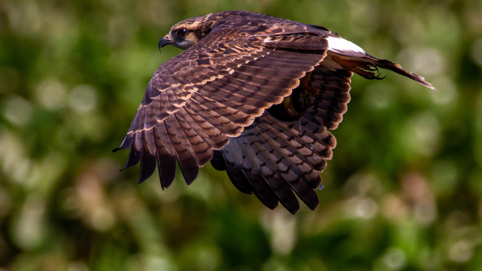 Promoting Ecotourism: Engaging Visitors‍ in the ‌Protection⁢ of the Pallid Harrier in Masai Mara