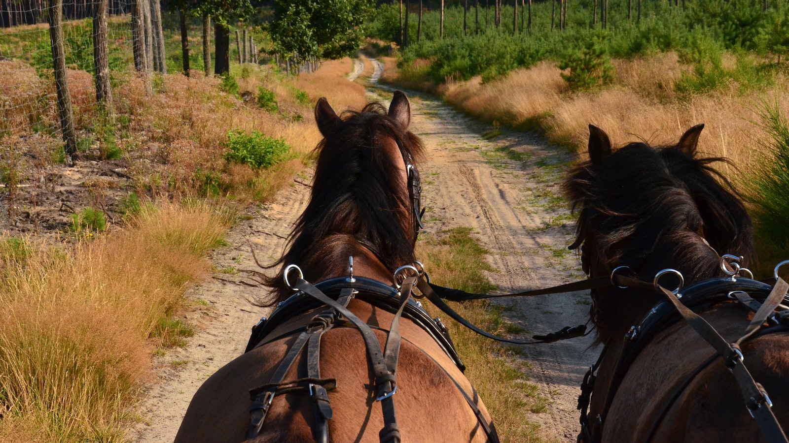 Factors to consider when determining ‍the appropriate⁣ age for horseback⁢ safaris ⁣in Maasai Mara