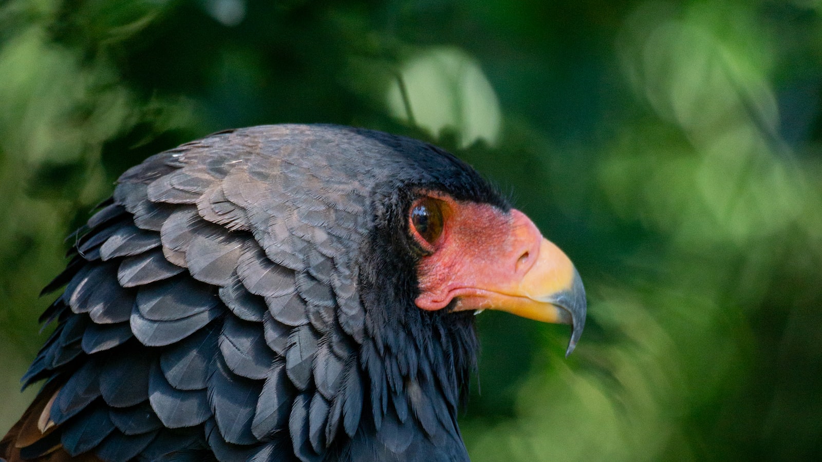 - Conservation Efforts: Protecting the Habitats and Ensuring ​the⁣ Survival of the ⁣Bateleur⁢ Eagle in Masai Mara National Park