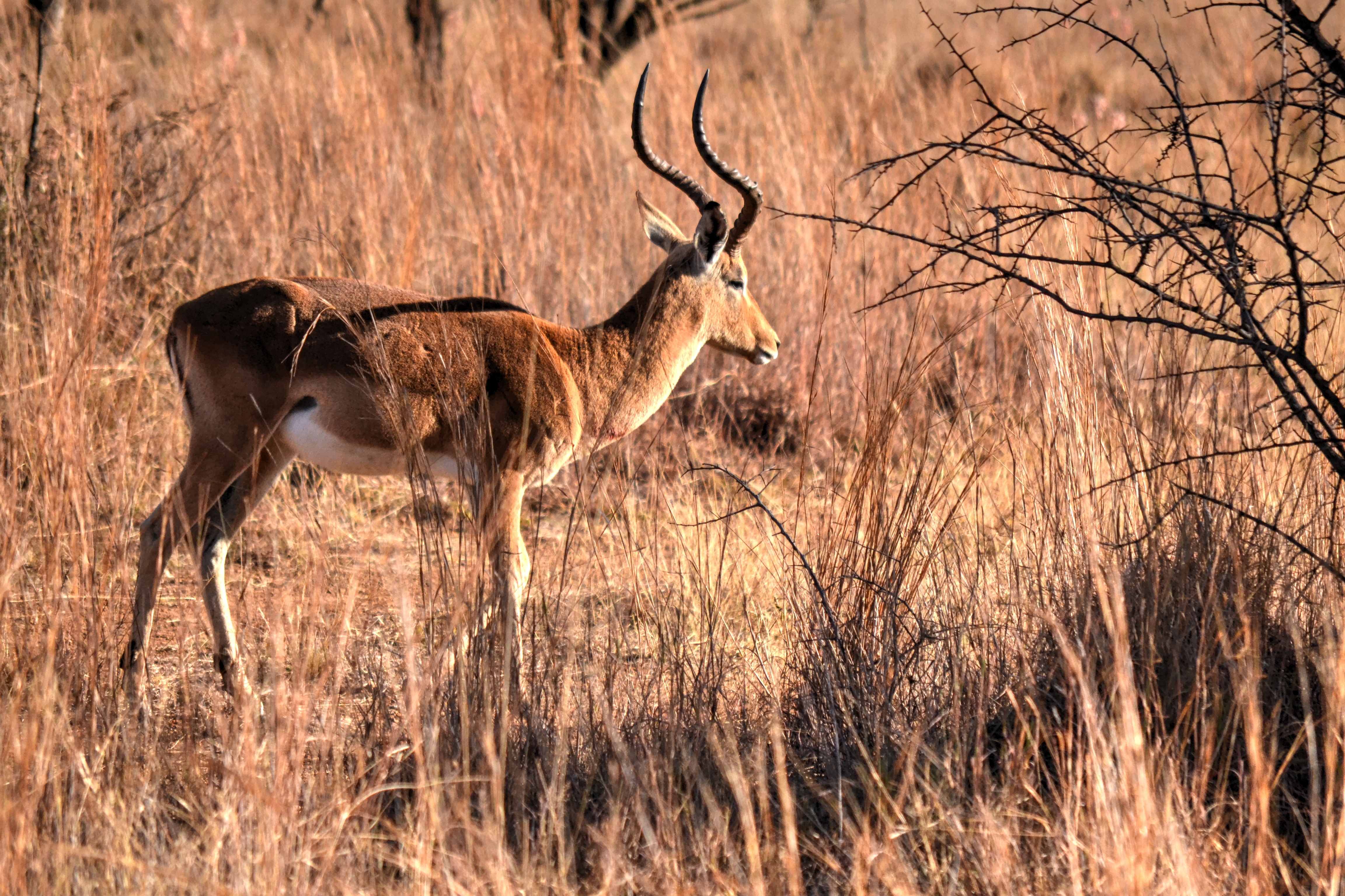 3. Decoding Wildlife Behavior: Observing and Understanding Animal Interactions‌ during Specialized Balloon Safaris