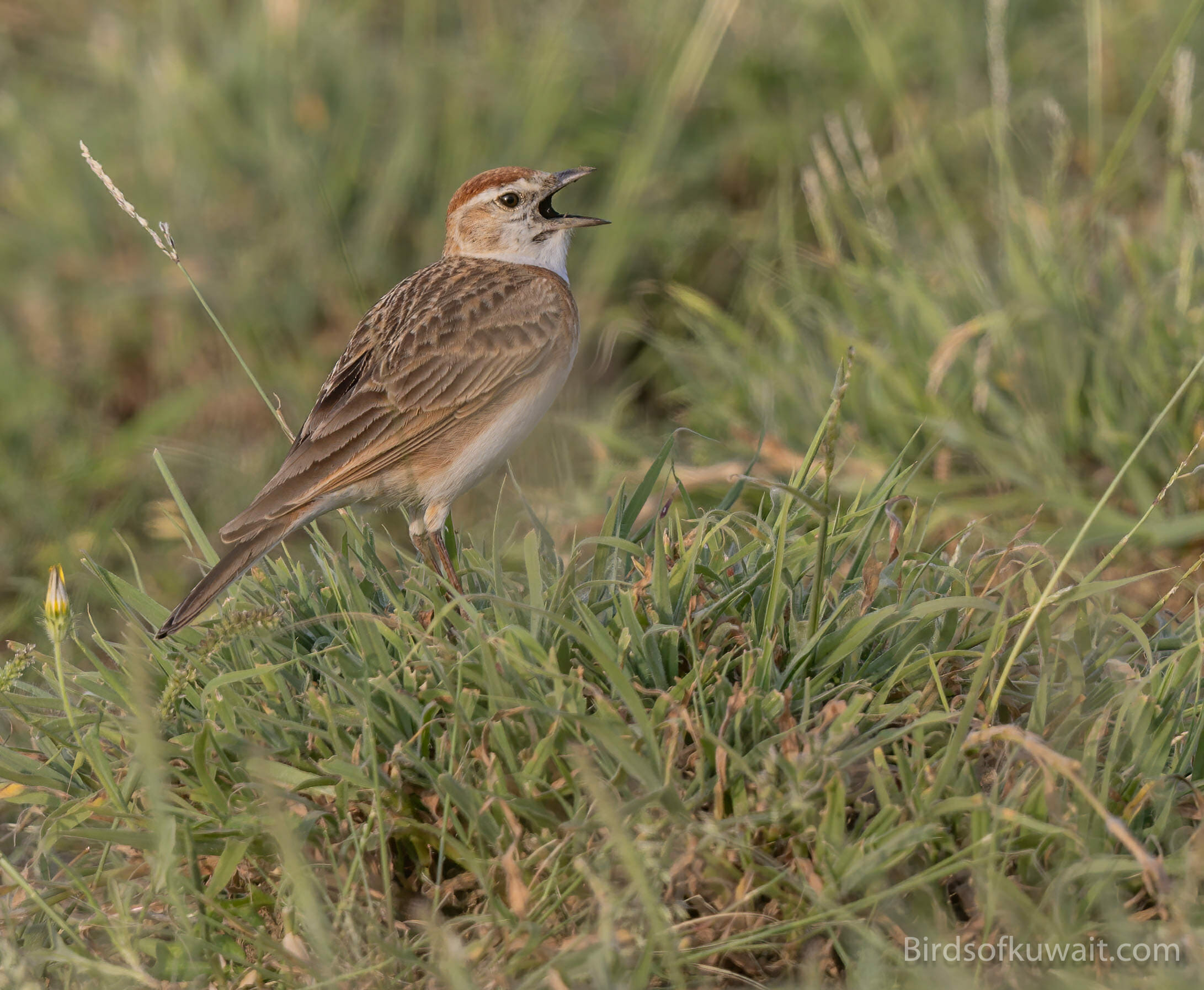 Conservation Efforts for Yellow-vented ⁣Eremomela: Recommendations to Protect this Delicate ‍Species