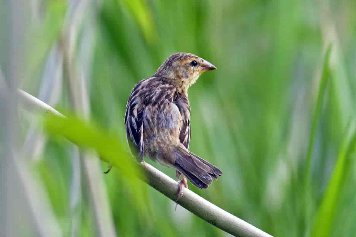 A Life on the Meadows: The⁢ Yellowmantled​ Widowbird's‍ Habitat ⁢in Masai ‍Mara