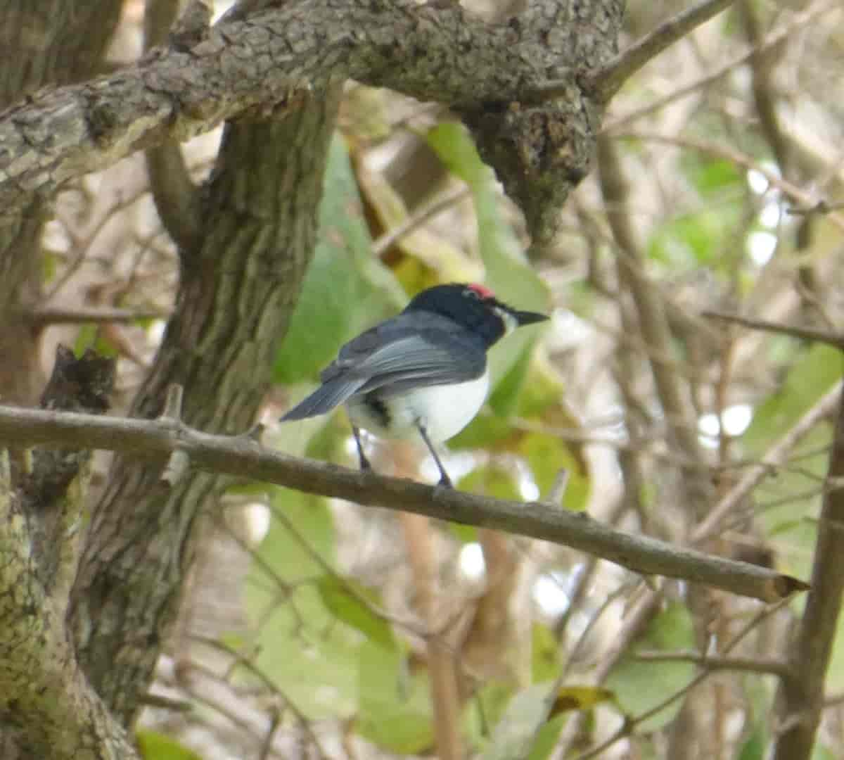 Exploring the ⁤Natural Habitat of the Blackthroated Wattleeye⁤ in ⁤Masai Mara