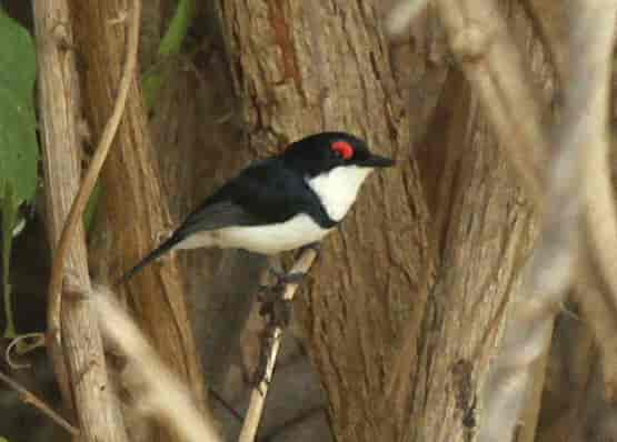 Birdwatching Tips and Recommendations for‍ Observing the Blackthroated Wattleeye in Masai Mara