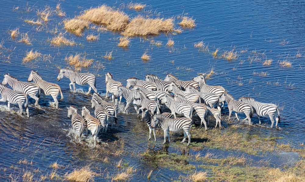 2. Understanding the Annual Migration:​ The Key to Witnessing River Crossings