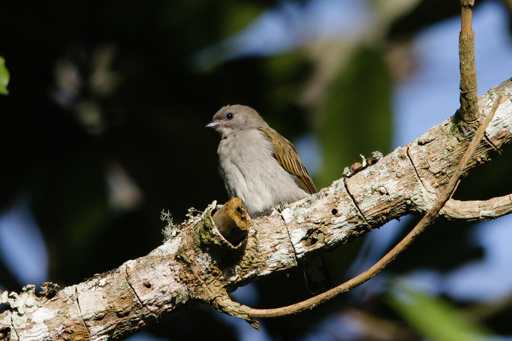 Best ‍Practices for Observing Lesser Honeyguide ⁣in Masai Mara