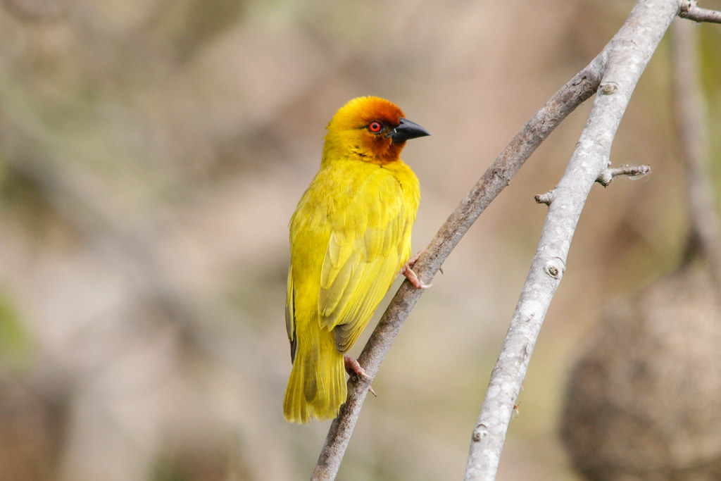 An Overview of the African Golden Weaver's ⁢Remarkable Nesting Abilities