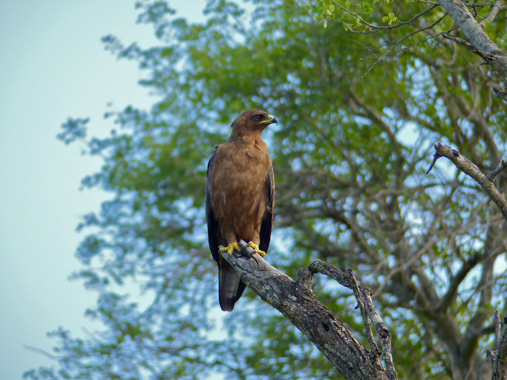 Exploring the​ Coexistence of Wahlberg's Eagles⁢ and⁤ Other Bird Species in⁢ Masai Mara