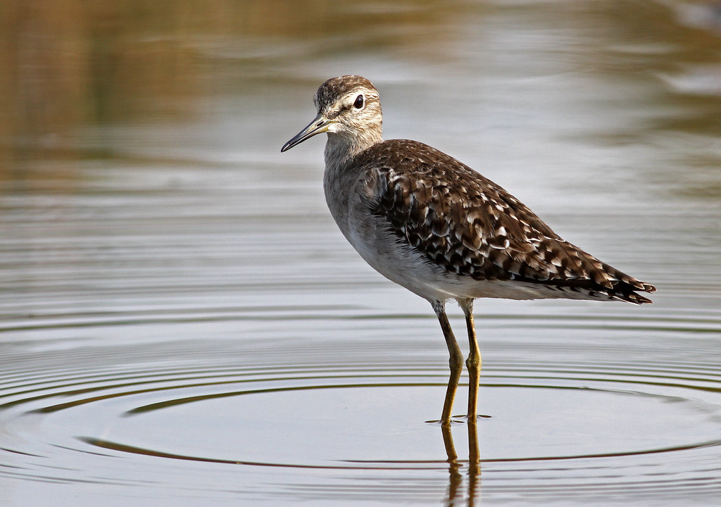 The Wood Sandpiper: Masai Mara's Inhabitant of ⁤Grace and Elegance