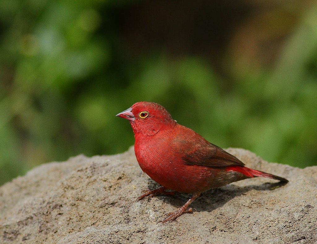 -‍ The Redbilled Firefinch: A Vibrant and Intriguing Bird ‌Species of‌ Masai Mara