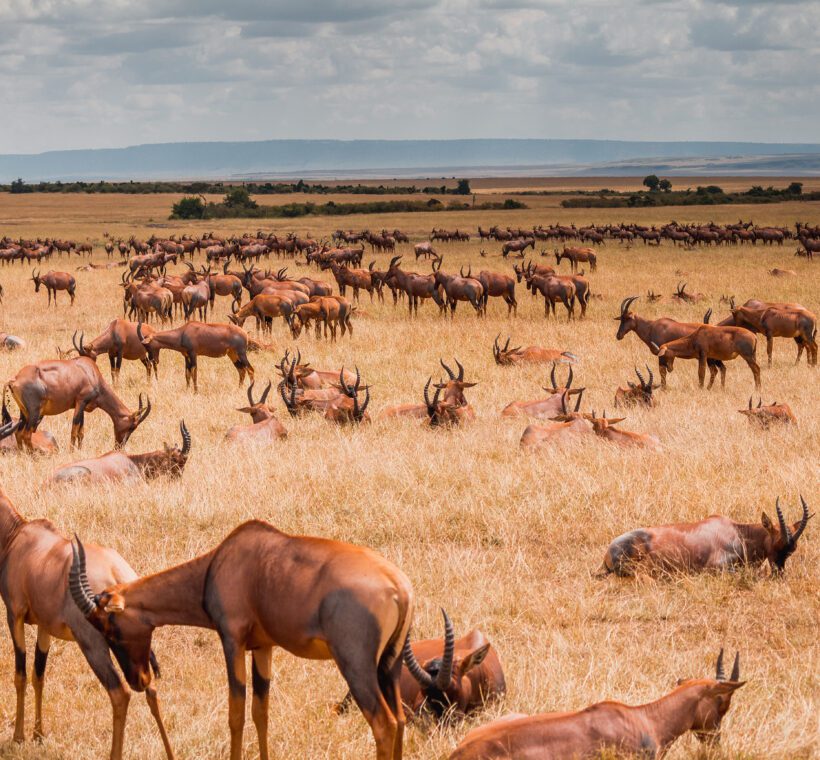 Are there any chances to encounter rare or endangered species during the game drive in Maasai Mara?